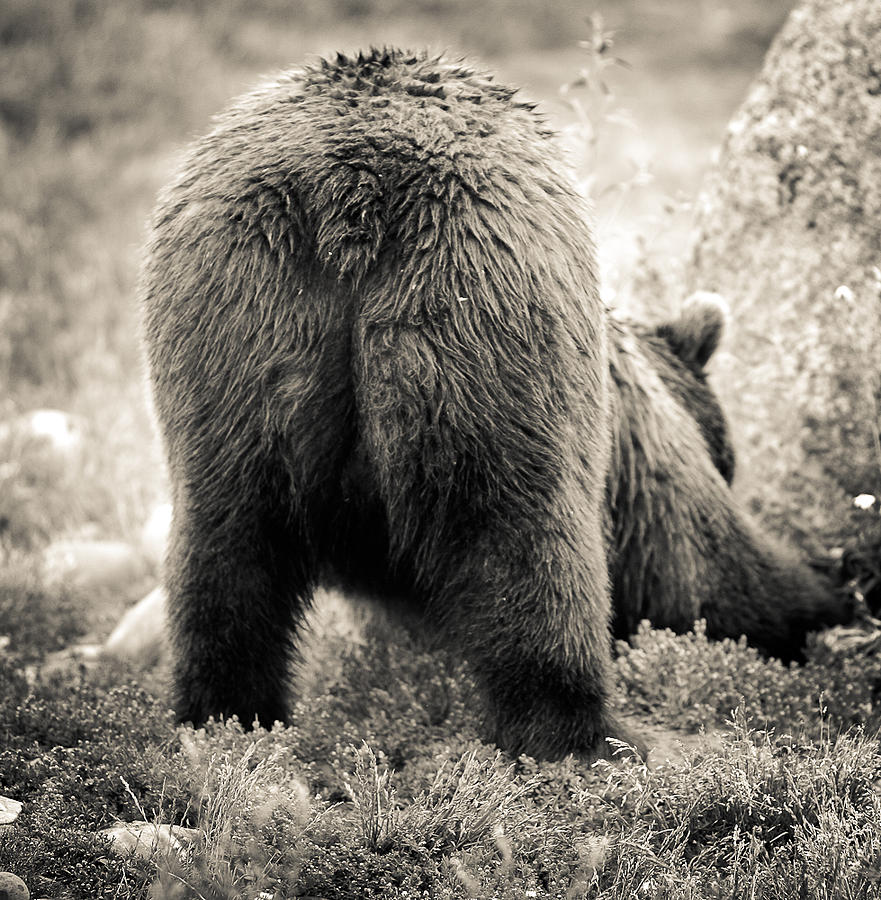 bear-butt-christine-bakke.jpg